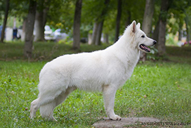 white condor, tamarok, toruk makto, tessa, pastore svizzero bianco, lungoresina